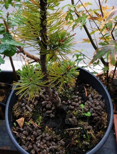 Pinus Parviflora abonado con pellet