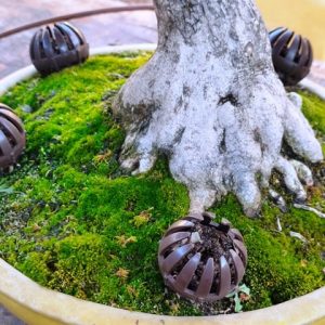 cestas para bonsai