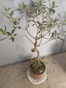 olivo vivero bonsai