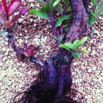 Madroño. Arbutus unedo comprado en vivero para entrenar como bonsai.