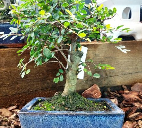 El bonsai  de Olmo