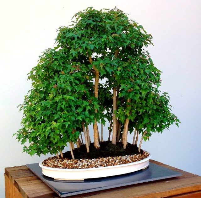 Bonsai en estilo Yose ue. (Estilo Bosque). Con maceta blanca