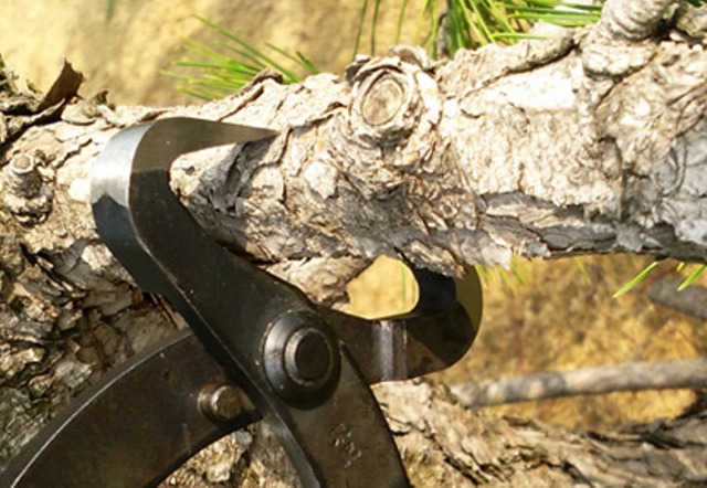 Corte y posicion tenaza astilladora para bonsai en una rama de pino