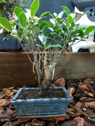 Bonsai comercial de Ficus Retusa