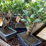 Varios-ficus-Retusa-de-producciónVarios ficus Retusa de producción comercial en una gran superficie-comercial-en-una-gran-superficie