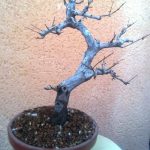 Prebonsai de Granado Nejikan. vista trasera.