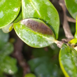 daños por frio hoja ficus
