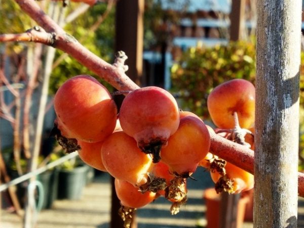 Como Plantar Semillas De Manzana Para Hacer Un Bonsai
