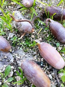 Bellotas. Semillas de quercus robur recogidas en un Jardin público de Móstoles.
