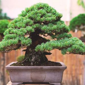 Pino parviflora bonsai