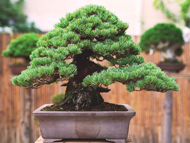 Pino parviflora bonsai
