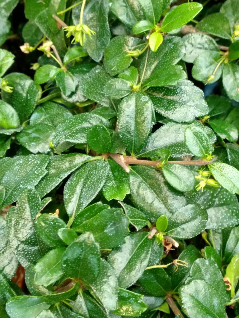 carmona bonsai cuidados