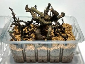 ligustrum bonsai