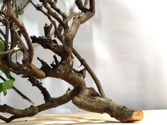 ligustrum bonsai