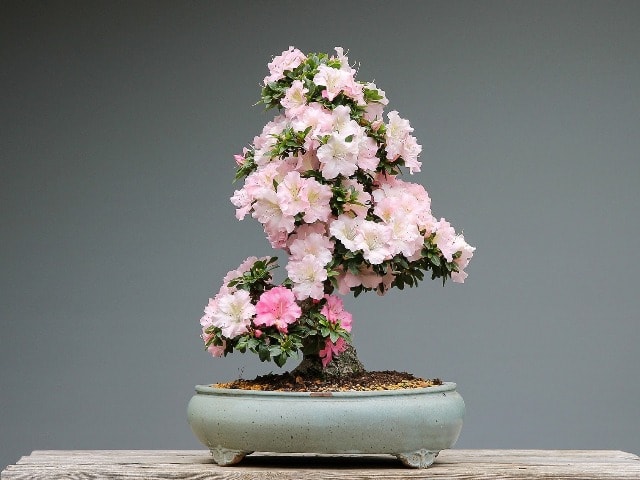 azalea bonsai