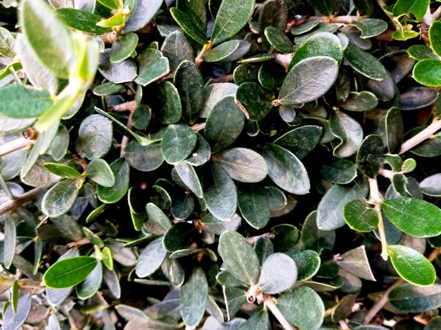 cuidados del bonsai de olivo