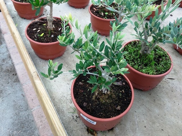 cuidados del bonsai de olivo