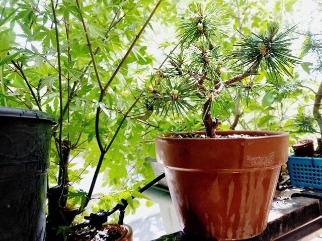 Trasplante de un pino silvestre. Proyecto de bonsai.