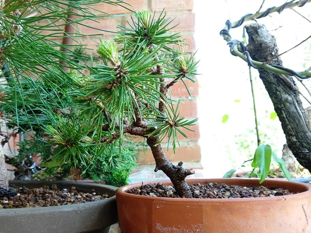 trasplante pino silvestre bonsai