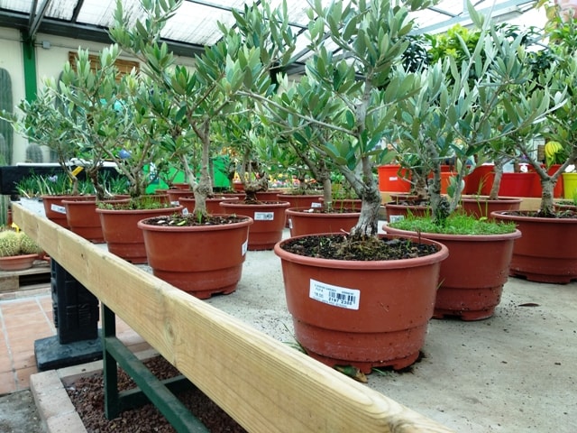 Cuidados del bonsai olivo
