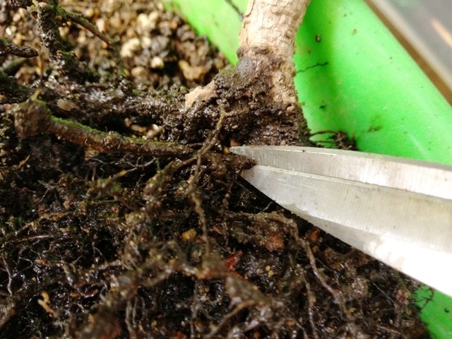 poda raices pino silvestre bonsai