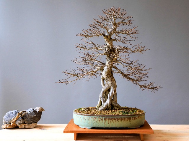 sonido religión A gran escala ▷ Cuidados del bonsai de Olmo• 水榆树 • El taller de Bonsai