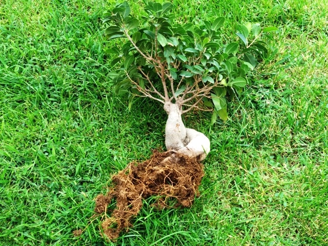 raíces ficus bonsai