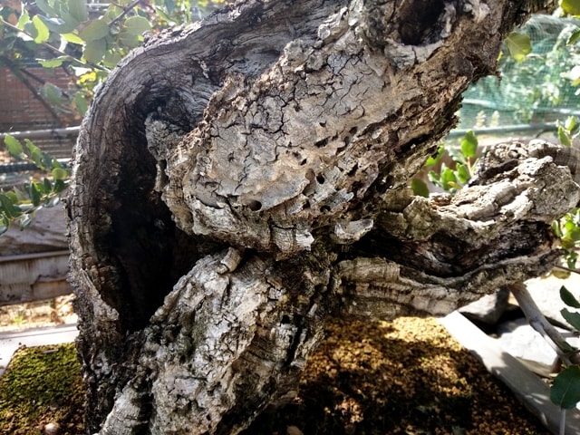  bonsai de alcornoque