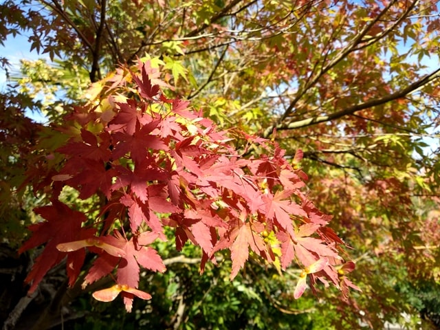 Colores otoñales de un bonsai de arce japonés
