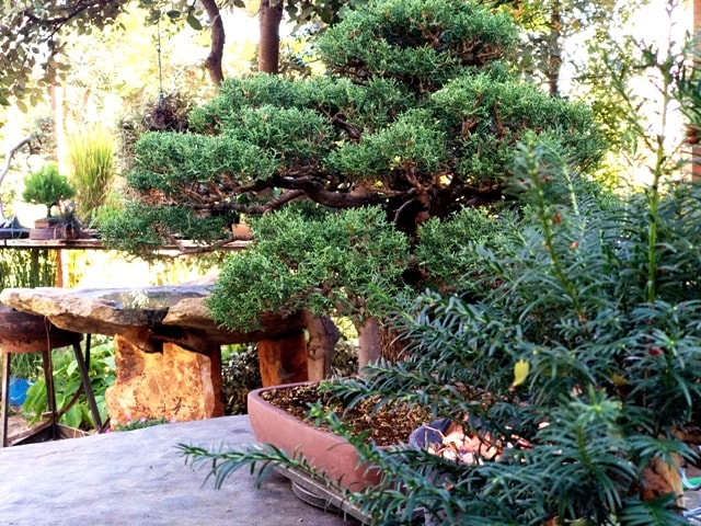 Un jardín de bonsai en la Ciudad Imperial. Timoteo López.