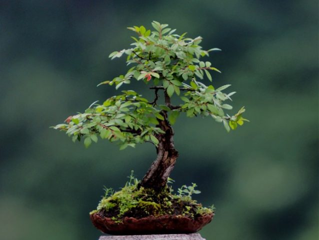 bonsai de omo chino