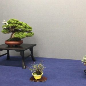 composicion bonsai shohin