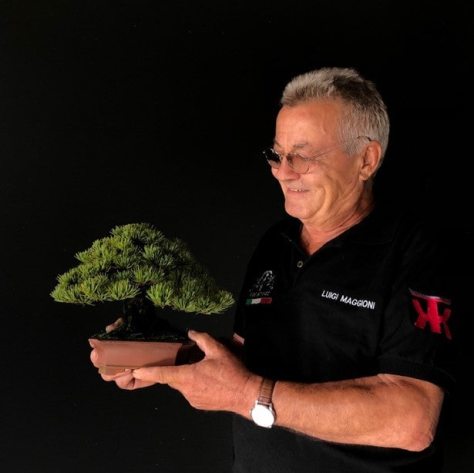 Luigi Maggiono bonsai italia