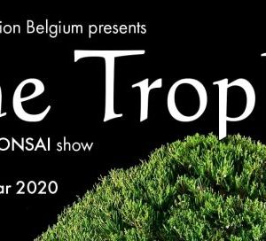 the trophy 20202 bonsai
