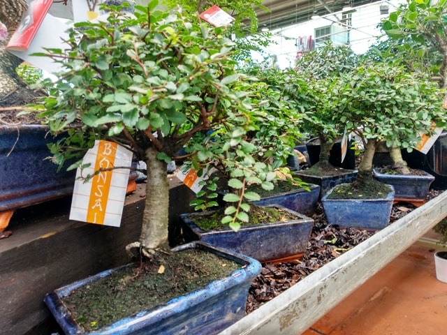 trasplante bonsai olmo chino
