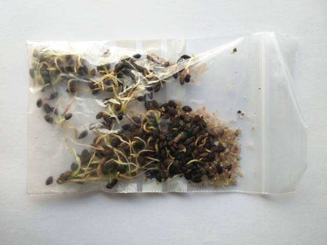 semillas germinadas de pino negro con el sistema de la bolsa
