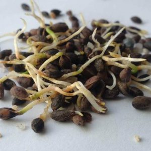 semillas germinadas de pino negro tras ser estratificadas en frio