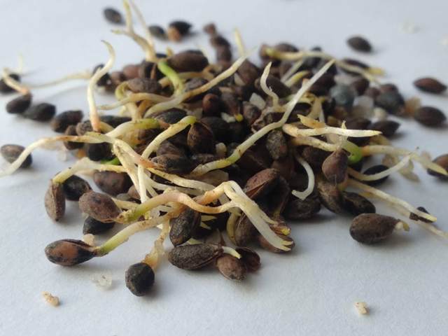 Como estratificar tus semillas para incrementar la  germinación