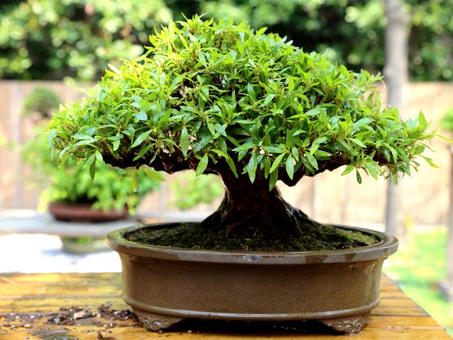 hogar Persuasivo Tumor maligno Elegir maceta para bonsai • debonsai.org