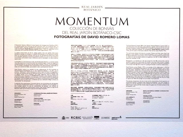 momentum. Exposicion fotografica de bonsai