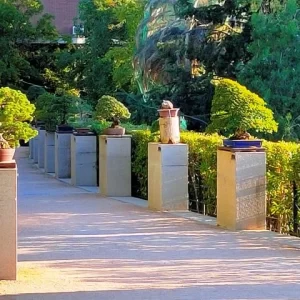 Terraza de los Laureles. Donde se expone la coleccion de bonsais del jardin botanico