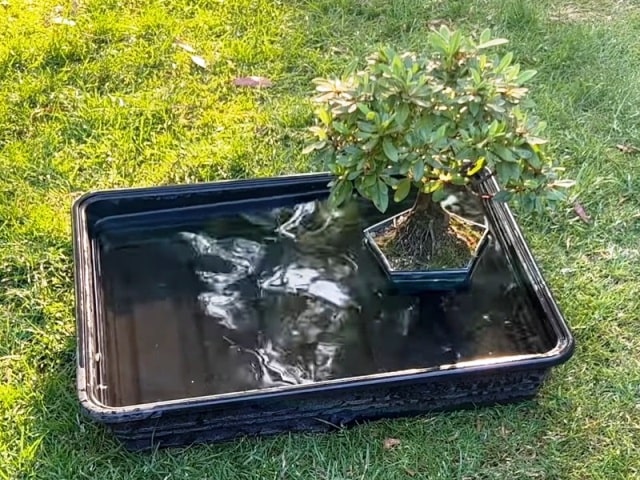 bandeja con agua para bonsai en verano