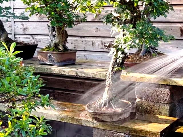 regar bonsai en verano