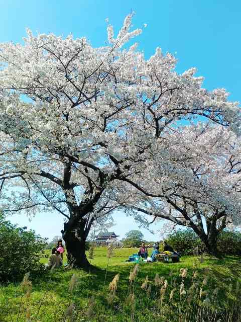 hanami-sakura-japan