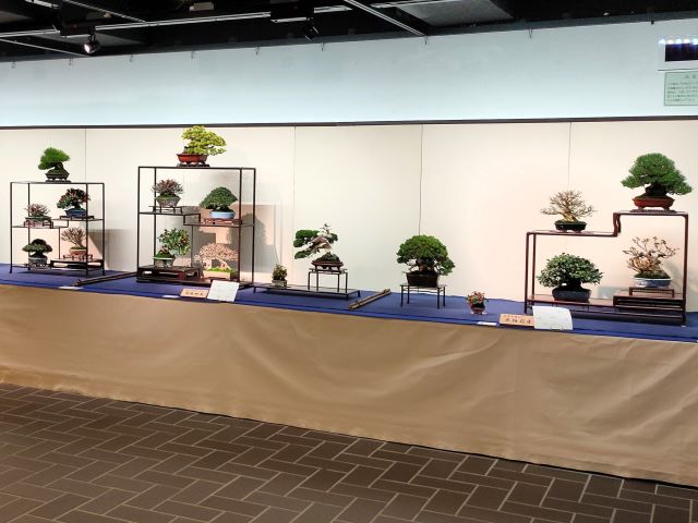 kokufu ten bonsai
