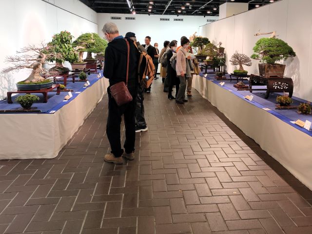 exposición de bonsai en japon