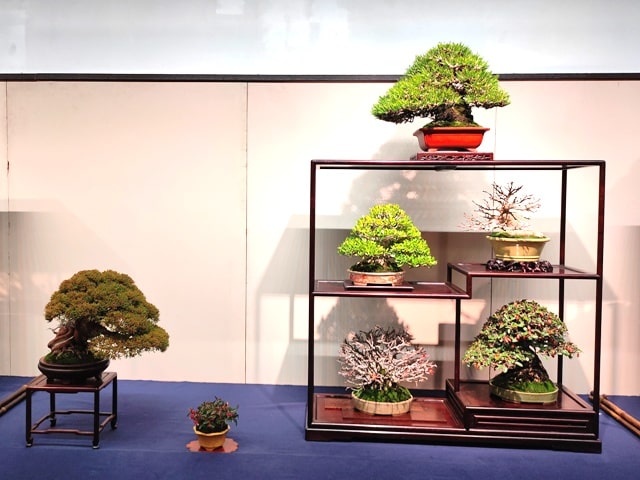 composición arbol shohin bonsai