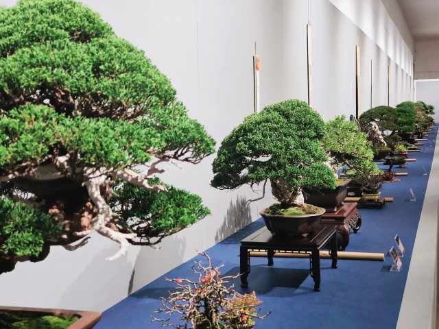 exposicion_bonsai_UBE
