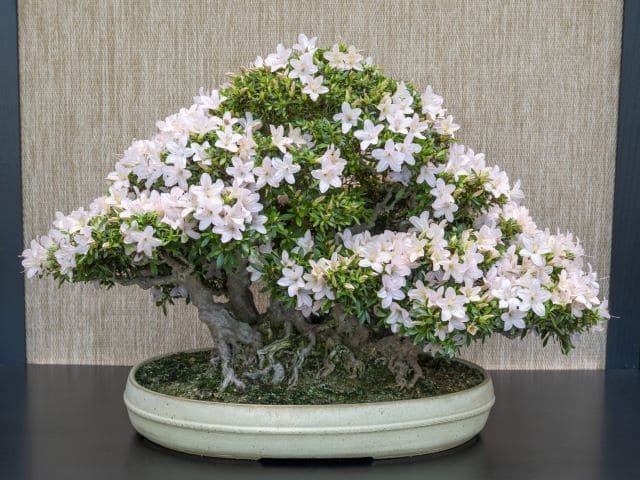 maceta blanca en una azalea