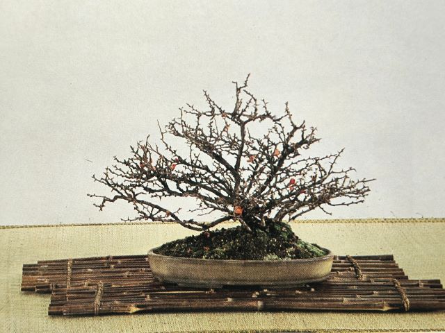 berberis en maceta antigua 
